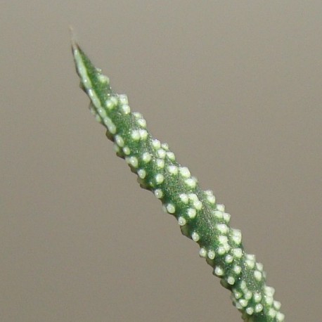 Гастерия Gasteria verrucosa 