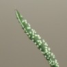 Гастерия Gasteria verrucosa - детка