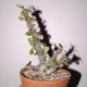 Euphorbia delphinensis
