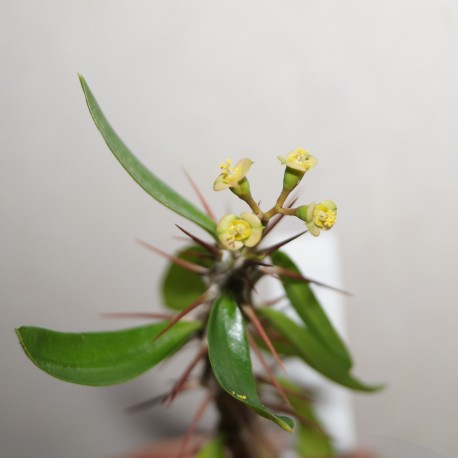 Euphorbia delphinensis