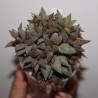 Хавортия Haworthia Sugar Plum