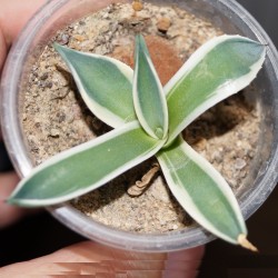 ъ26 Агава Agave patonii variegata - Галерея