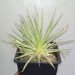 Агава Agave stricta nana - детка