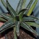 Agave victoriae-regine
