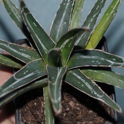 Agave victoriae-regine