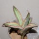 Agave lophantha quadricolor