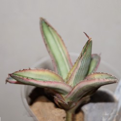 Agave lophantha quadricolor