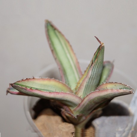 Agave lophantha quadricolor