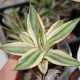Agave lophantha quadricolor