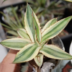 Agave lophantha quadricolor