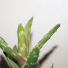 Алоэ культивар Big Warty