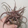 Алоэ Aloe bakeri