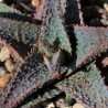 Алоэ культивар Lavender Star
