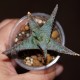 Aloe сортовое Lavender Star