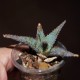 Aloe сортовое Lavender Star