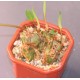 Дримиопсис Drimiopsis maculatus