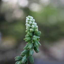 Дримиопсис Drimiopsis maculatus