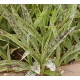 Агава Agave maculata