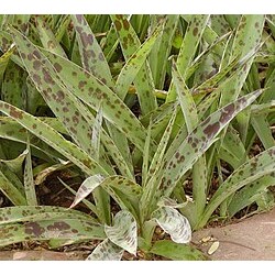 Агава Agave maculata