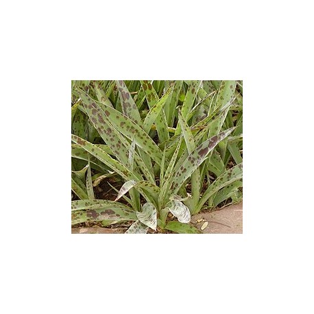 Агава Agave maculata