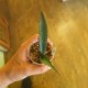 Агава Agave maculata