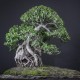 Фикус Ficus burtt-davyi