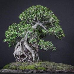 Фикус Ficus burtt-davyi
