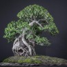 Фикус Ficus burtt-davyi