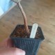 Фикус Ficus burtt-davyi