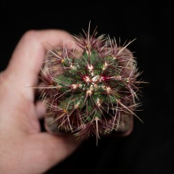 Thelocactus bicolor