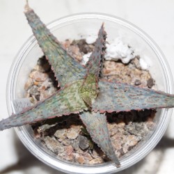 Aloe Raspberry