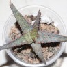Aloe сортовое Raspberry
