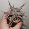 Алоэ культивар Aloe Raspberry - детка