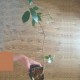 Фикус Ficus burtt-davyi