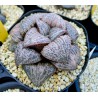 Haworthia Suzuki splendens