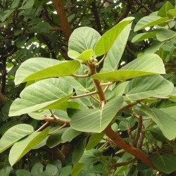 ъ26 Фикус Ficus vasta