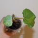 Фикус Ficus obtusifolia