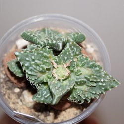 Фаукария - Faucaria tuberculosa