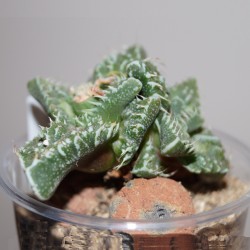 Фаукария - Faucaria tuberculosa