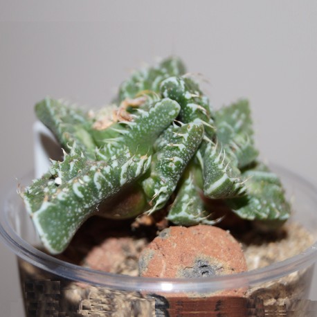 Фаукария - Faucaria tuberculosa