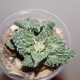 Фаукария - Faucaria tuberculosa