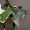 Крестовник Senecio macroglossus variegata - черенок