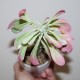 Monadenium lugardiae variegata