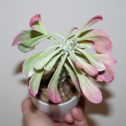 Monadenium lugardiae variegata