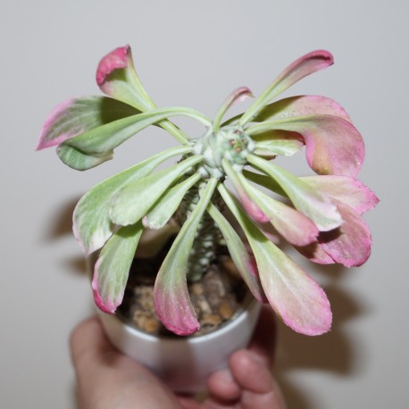 Monadenium lugardiae variegata
