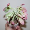 Эуфорбия Euphorbia lugardiae variegata