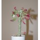 Monadenium lugardiae variegata