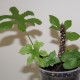 Дорстения Dorstenia contrajerva