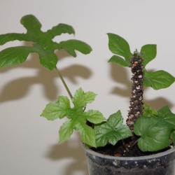 Дорстения Dorstenia contrajerva