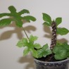 Дорстения Dorstenia contrajerva